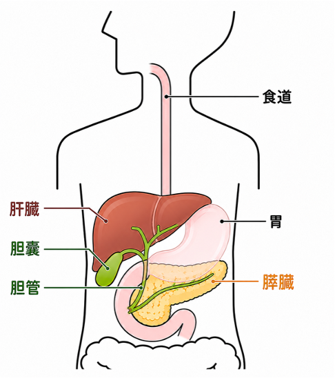 超音波内視鏡